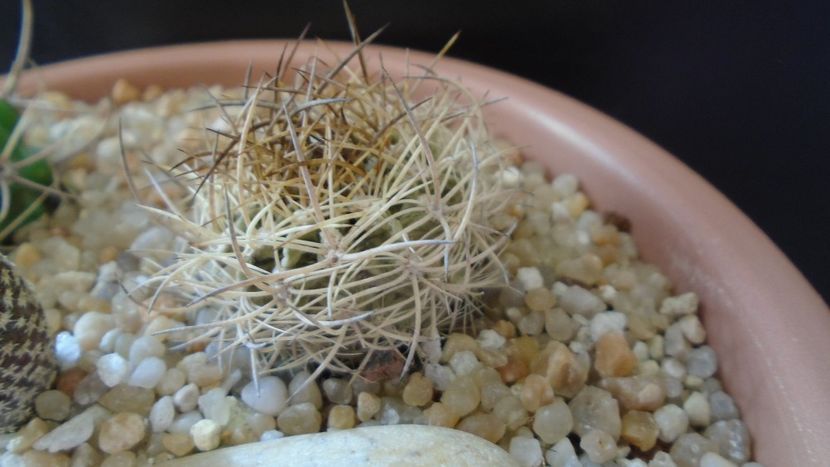 Pyrrhocactus eriosyzioides (Eriosyce kunzei) - Cactusi 2020 evolutie vara bis