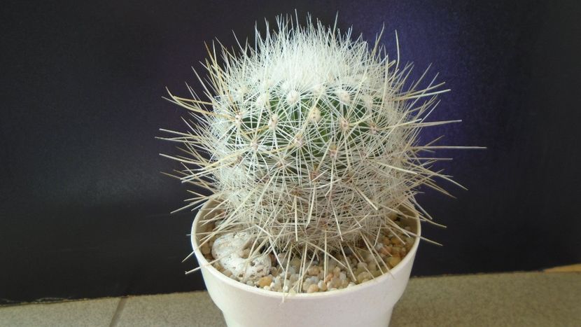 Thelocactus macdowellii - Cactusi 2020 evolutie vara bis