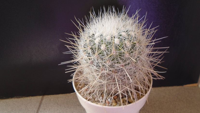 Thelocactus macdowellii - Cactusi 2020 evolutie vara bis