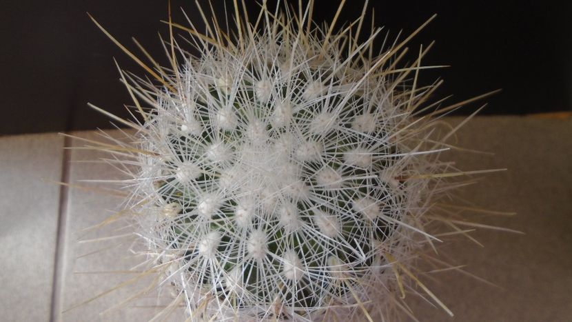 Thelocactus macdowellii - Cactusi 2020 evolutie vara bis
