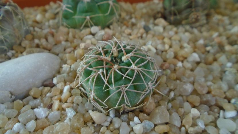 Gymnocalycium capillense v. sigelianum - Cactusi 2020 Gymnocalycium