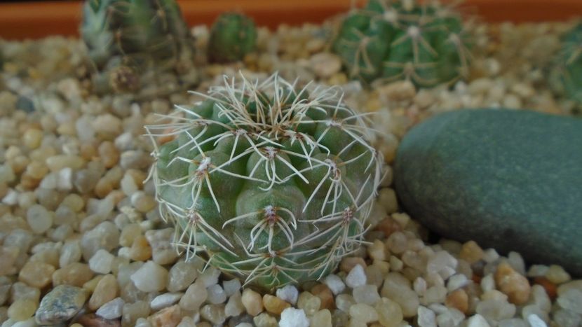 Gymnocalycium aff. frankianum (Gymnocalycium kieslingii) - Cactusi 2020 Gymnocalycium