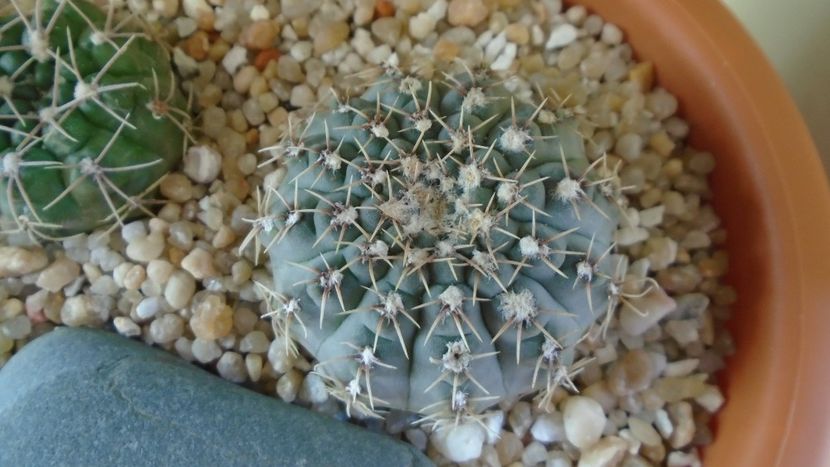 Gymnocalycium quehlianum - Cactusi 2020 Gymnocalycium
