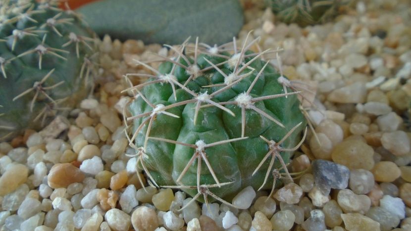 Gymnocalycium aff. moroense - Cactusi 2020 Gymnocalycium