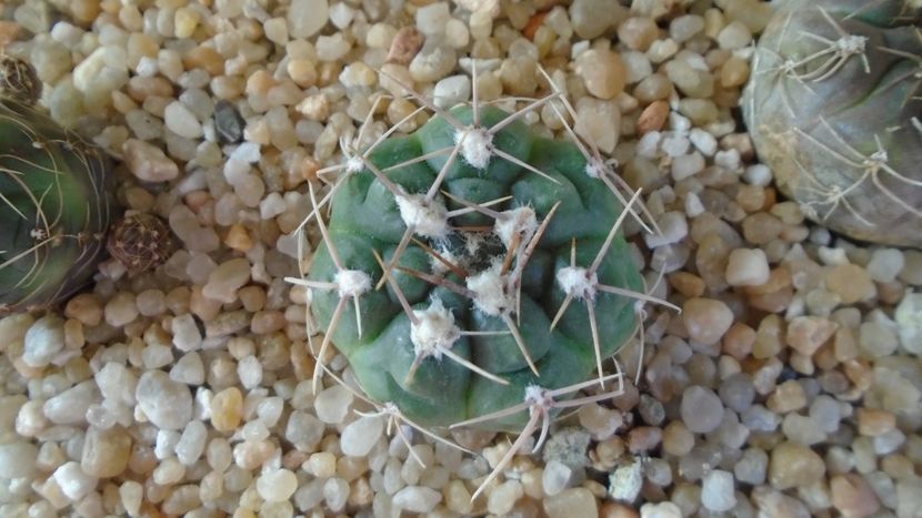 Gymnocalycium sutterianum (Gymnocalycium capillaense) - Cactusi 2020 Gymnocalycium