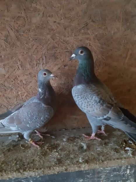  - NU AMI APARTIN 2020