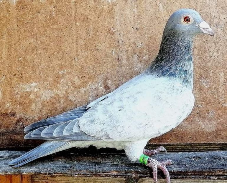  - NU AMI APARTIN 2020