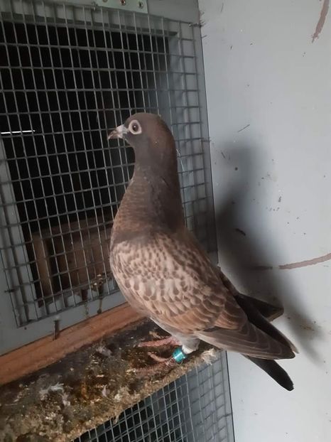  - NU AMI APARTIN 2020