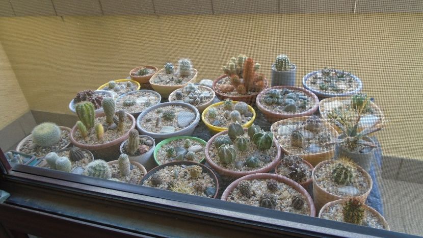 7 oct. 2020 - Cactusii mici (gradinita) afara pe furtuna - Cactusi 2020 evolutie vara bis
