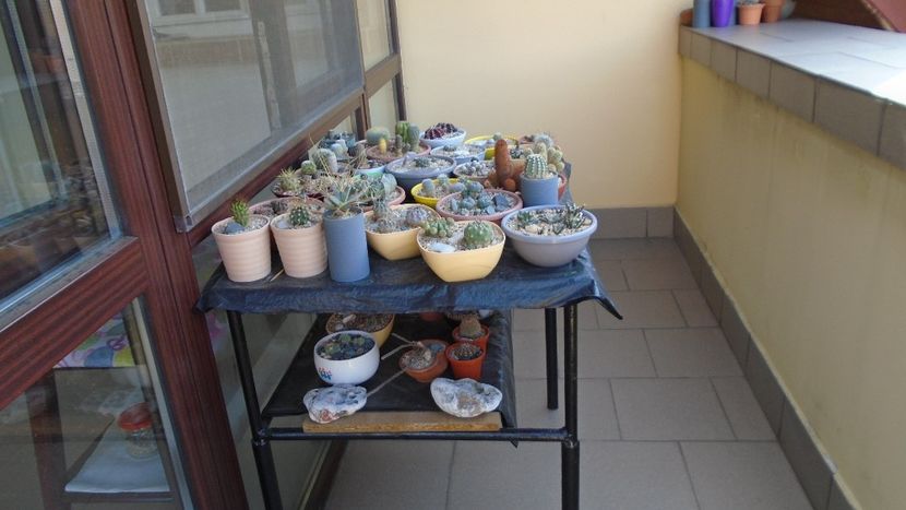 7 oct. 2020 - Cactusii mici (gradinita) afara pe furtuna - Cactusi 2020 evolutie vara bis