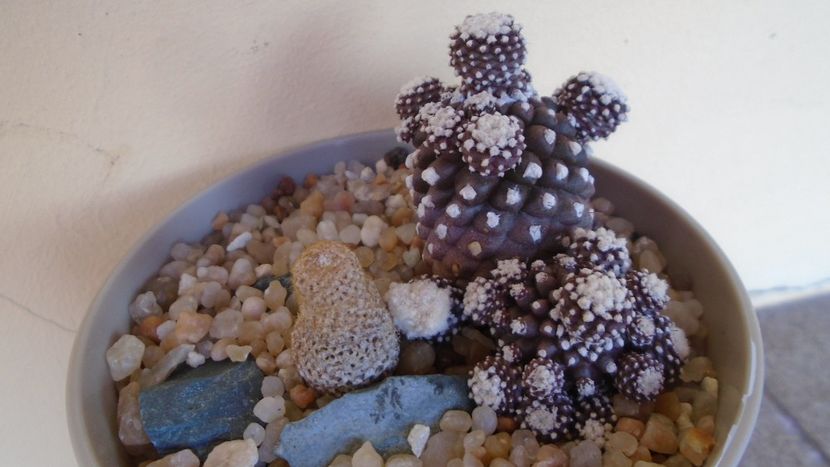 Thelocephala (Eriosyce) napina v. duripulpa & Copiapoa humilis ssp. tenuissima f. monstruosa - Cactusi 2020 evolutie vara bis