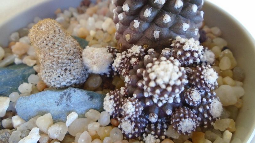 Thelocephala (Eriosyce) napina v. duripulpa & Copiapoa humilis ssp. tenuissima f. monstruosa - Cactusi 2020 evolutie vara bis