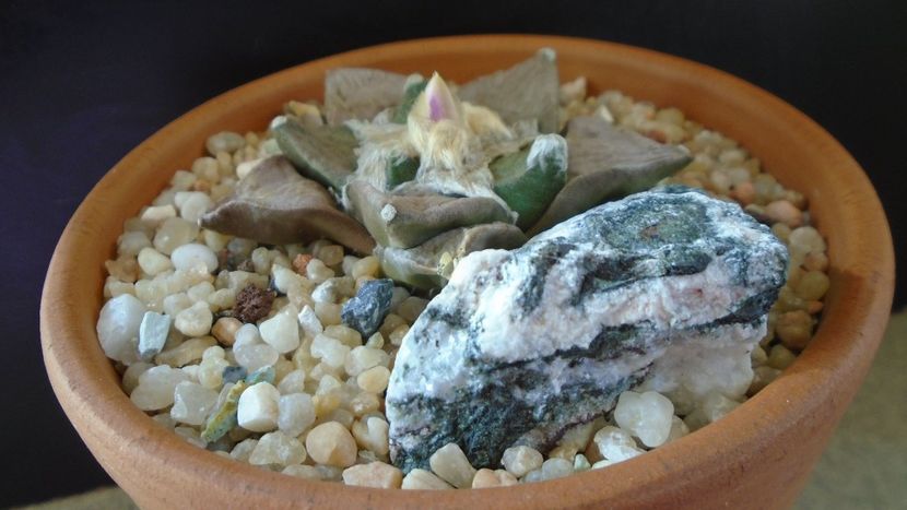 Ariocarpus hb. (retusus x fissuratus) - Cactusi 2020 evolutie vara bis