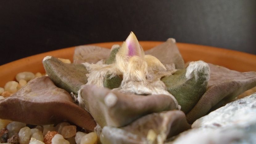 Ariocarpus hb. (retusus x fissuratus) - Cactusi 2020 evolutie vara bis