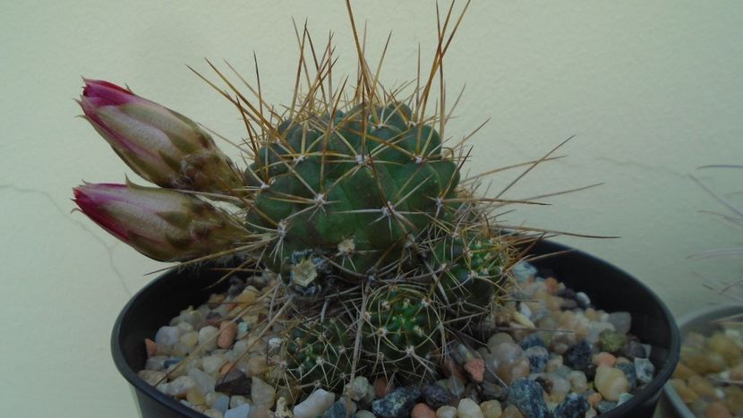 Lobivia aculeata (Echinopsis pentlandii) - Cactusi 2020 evolutie vara bis