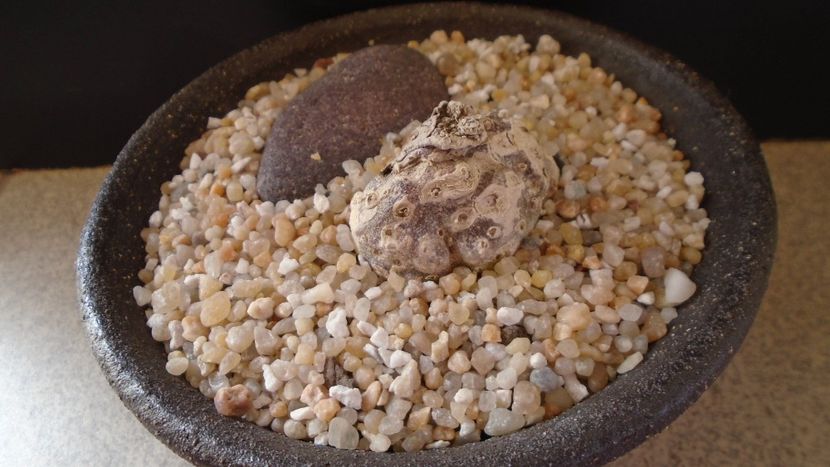 Eriospermum cooperii - Caudiciforme - pachycaule si bulboase 2020 bis