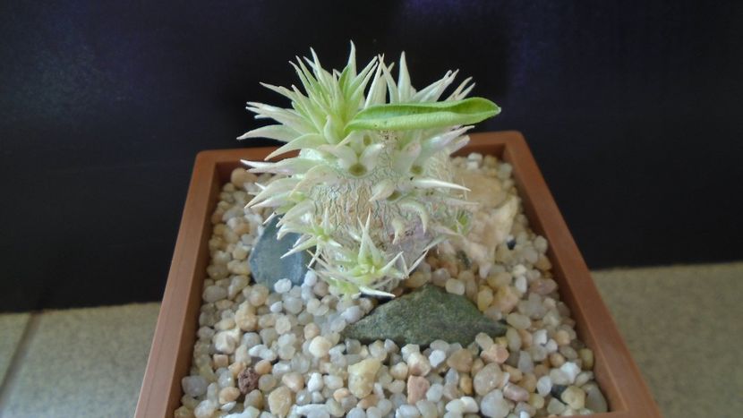 Pachypodium enigmaticum - Caudiciforme - pachycaule si bulboase 2020 bis