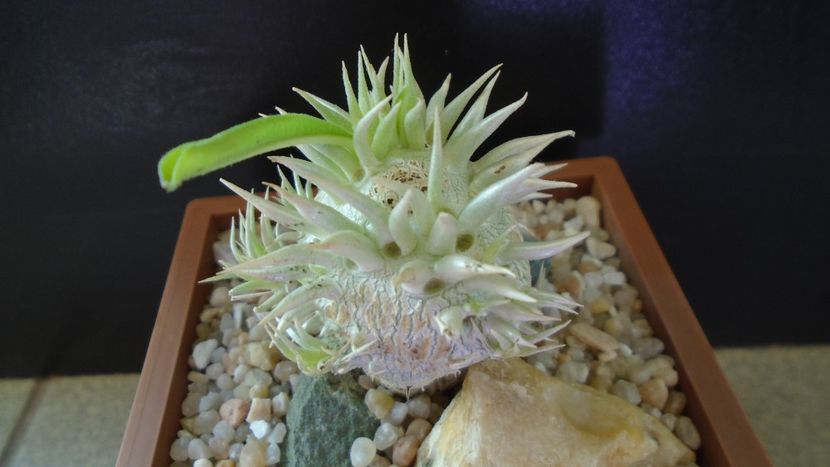 Pachypodium enigmaticum - Caudiciforme - pachycaule si bulboase 2020 bis