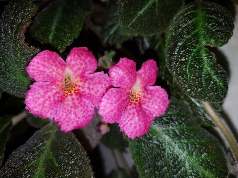  - EPISCIA