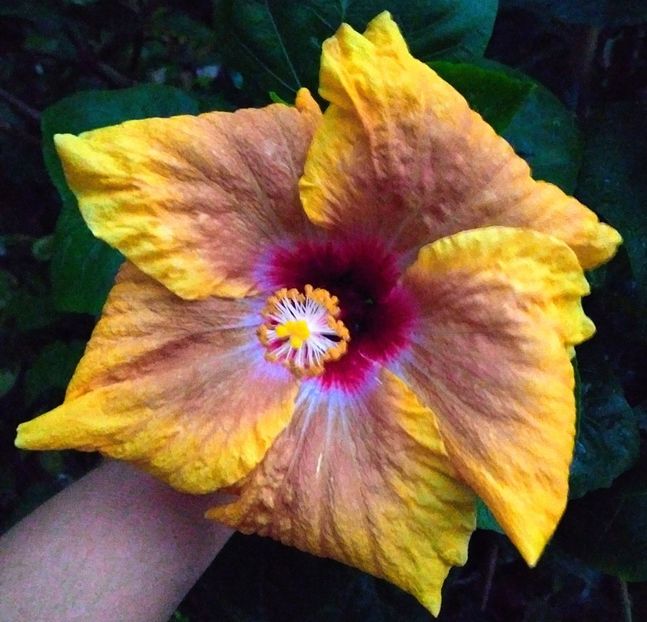  - HibiscusTahitian Winter Sun