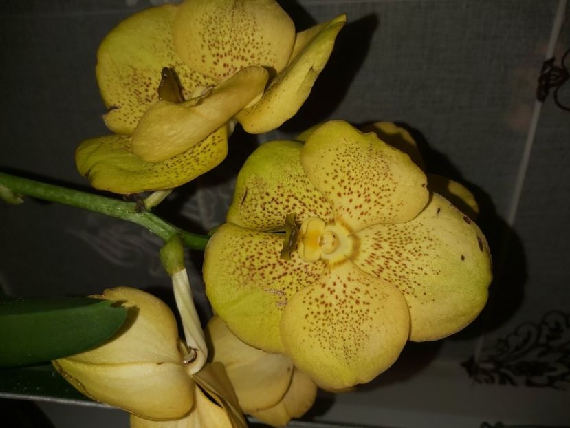  - vanda