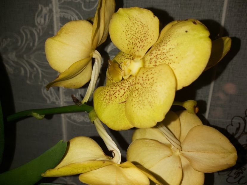  - vanda
