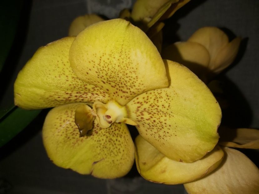  - vanda