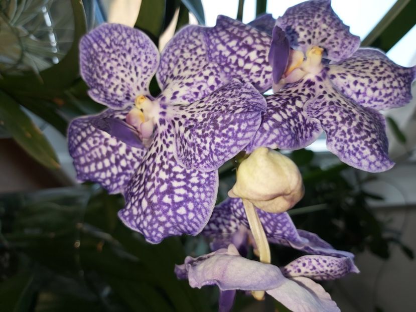  - vanda