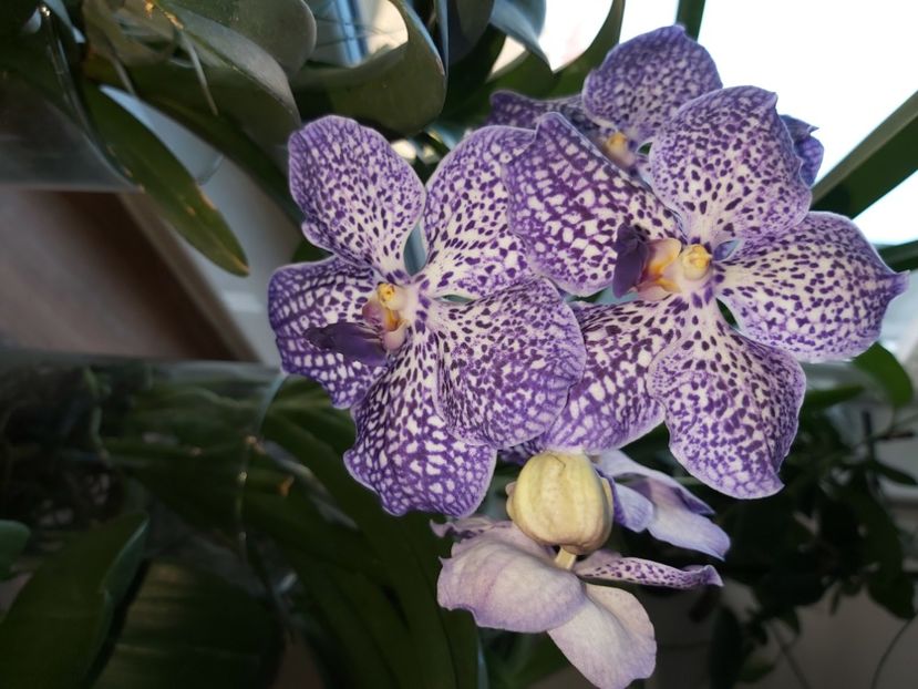  - vanda