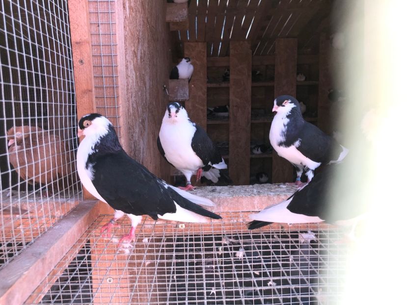  - 0000001 prin voliere