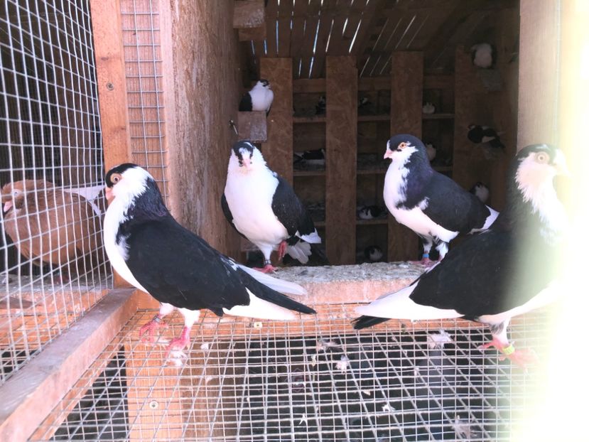  - 0000001 prin voliere