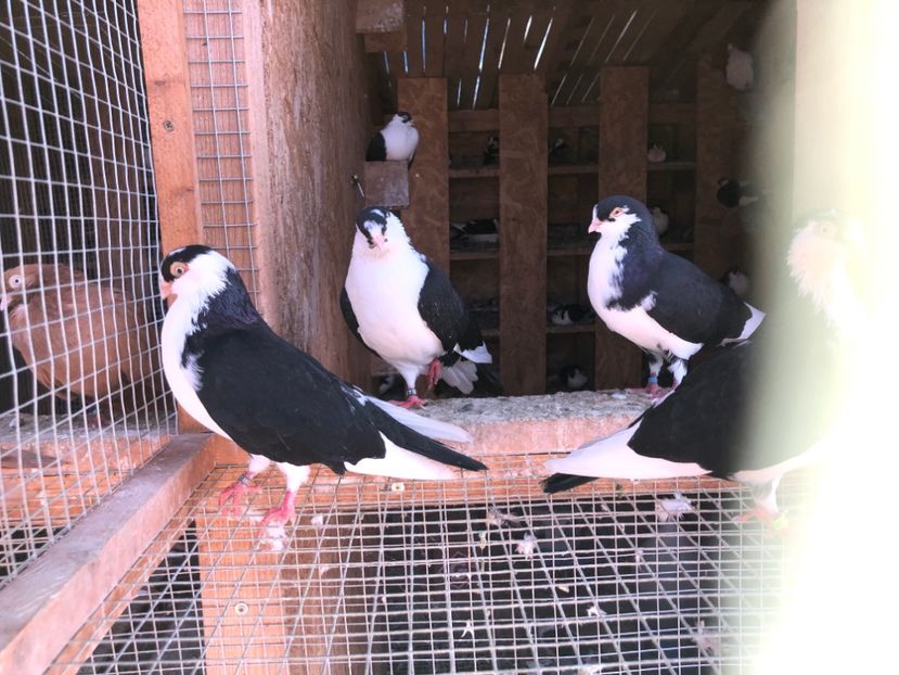  - 0000001 prin voliere