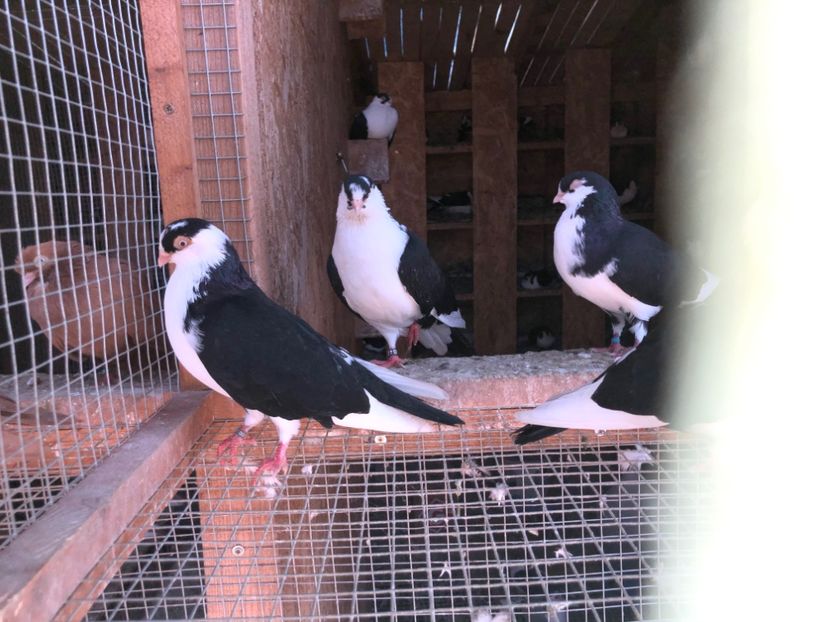  - 0000001 prin voliere