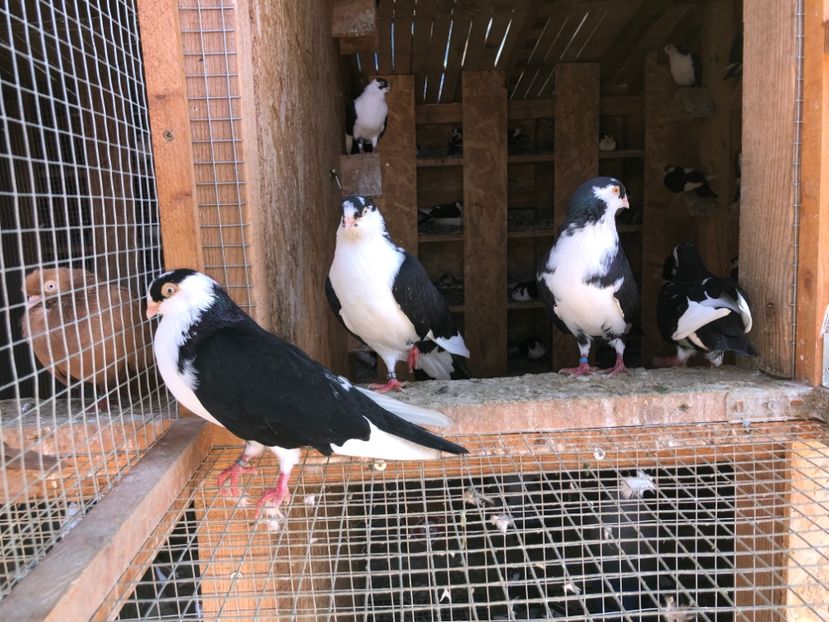  - 0000001 prin voliere