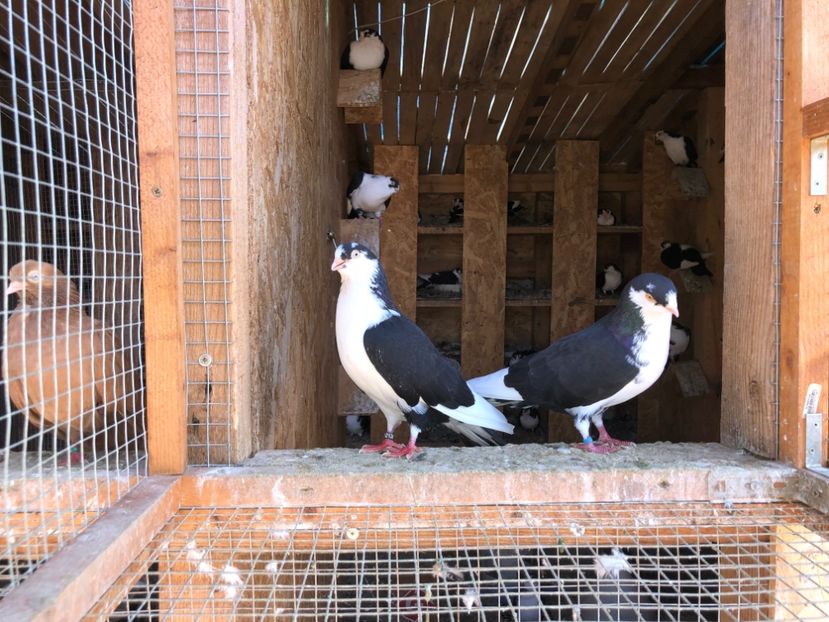  - 0000001 prin voliere