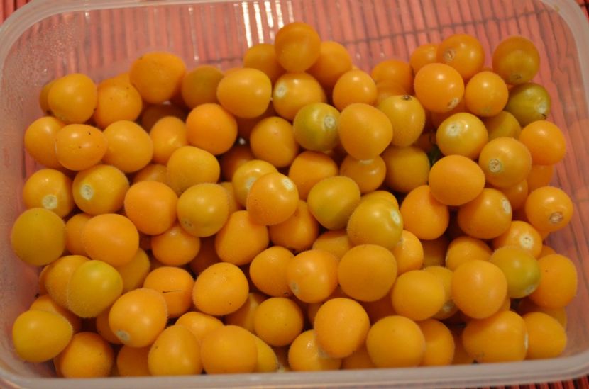 Qwarf tamarillo - ProVegan