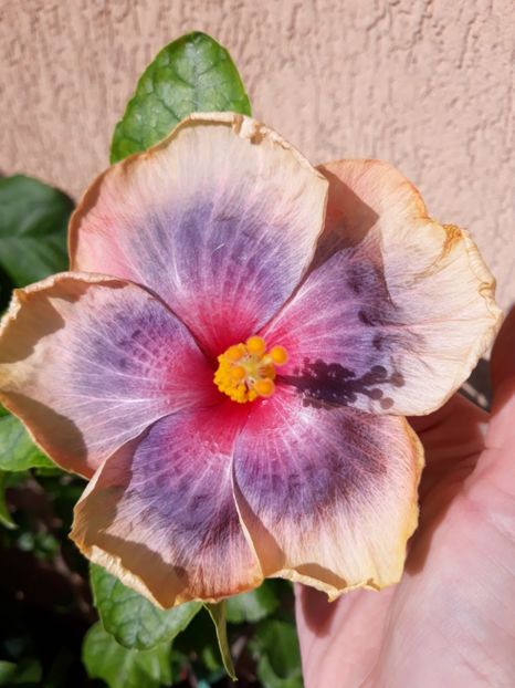  - hibi Moorea Orlando Sunrise