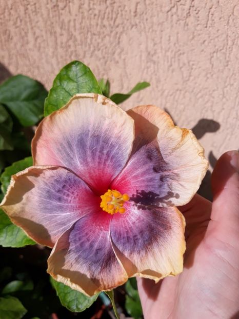  - hibi Moorea Orlando Sunrise