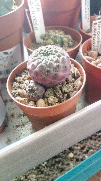 S. rauschii f. violacidermis - Sulcorebutia