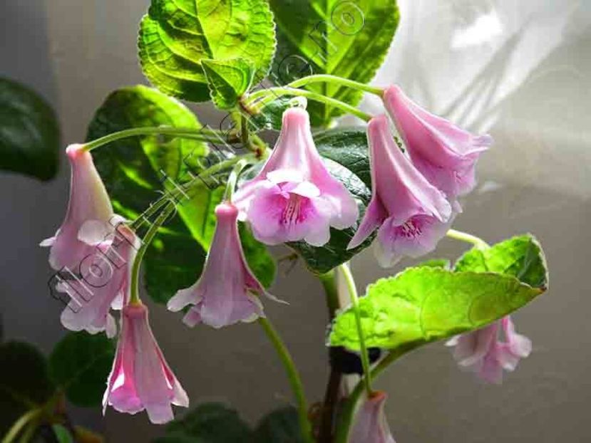 Sinningia Kevin Garnett - GLOXINIA-SINNINGIA _COLECTIA 2020_2024