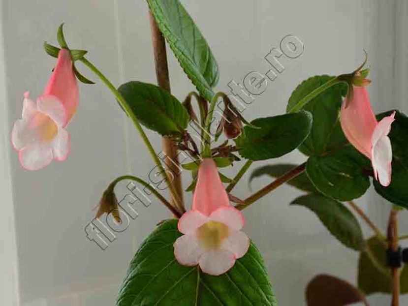Sinningia Luci s Pink Coral - GLOXINIA-SINNINGIA _COLECTIA 2020_2024