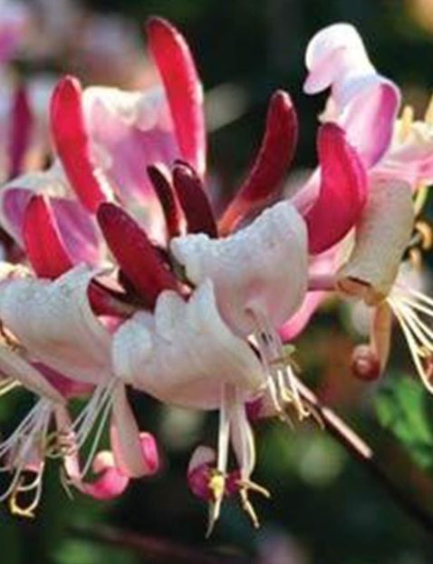 Lonicera cu flori rosii si albe , parfumate, tufa matura 2m si 40cm , 130lei - w Produse livrate