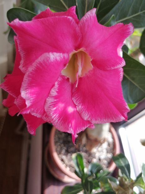  - Adenium Hoya si alte plante suculente