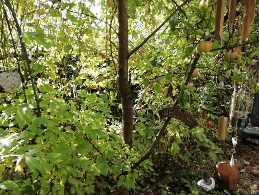  - Grădina 2020 continuare 2