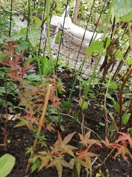 Acer Beni Maiko - Grădina 2020 continuare 2