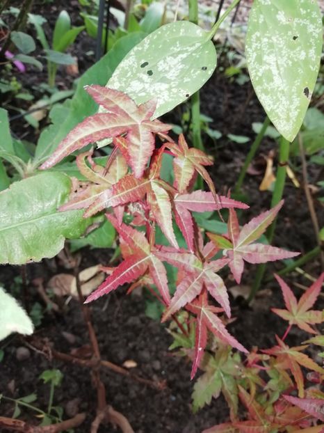  - Grădina 2020 continuare 2