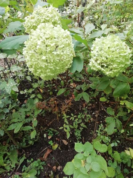  - Grădina 2020 continuare 2