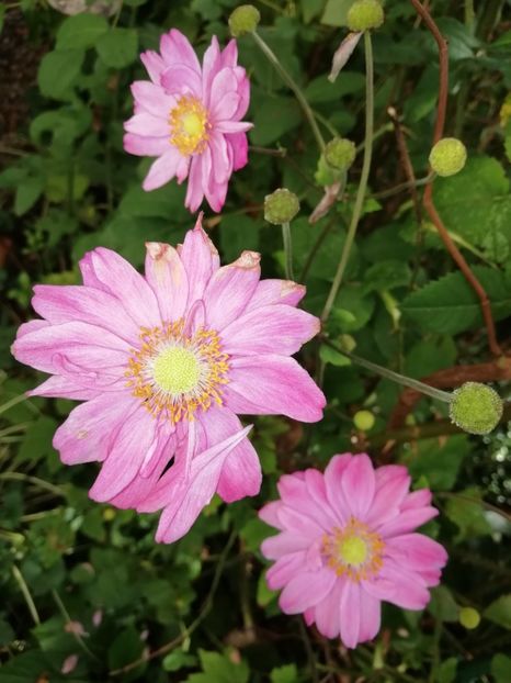  - Grădina 2020 continuare 2