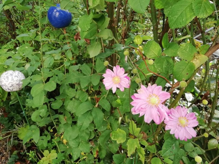  - Grădina 2020 continuare 2