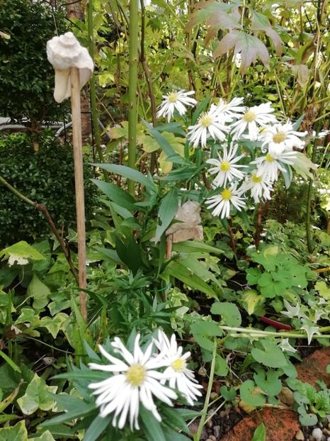  - Grădina 2020 continuare 2